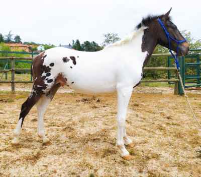 DUQUENDE Monte Alegre ANCADES - Spanish Sport Horse