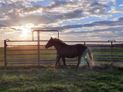 Curly Horse Traum zu verkaufen