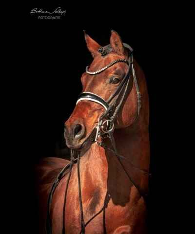 Candis vM - Adel und Leistung, S-Dressur erfolgreicher Reitponyhengst
