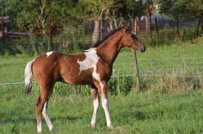 Ausnahme APHA Paint Horse Hengstfohlen zu verkaufen