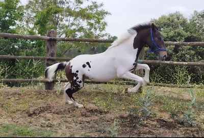 Appaloosa-painthorse-colt-forsale.jpg
