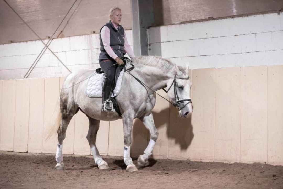 Bildschöne Schimmelstute mit hohem Sitzkomfort | Pferde