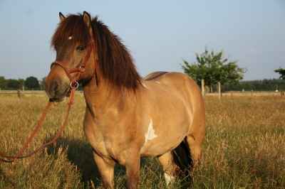 Pony mit großem Herz sucht liebevolle, erfahrene Hand