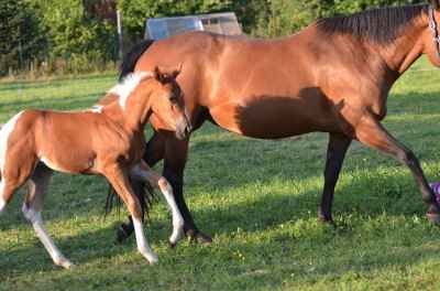 Eindrucksvolles APHA Paint Horse Stutfohlen zu verkaufen