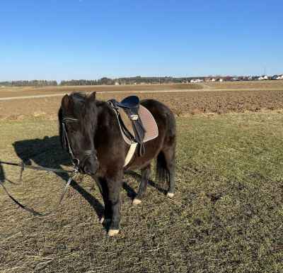 Huzule Stute 11 Jährig Pony Kleinpferd Freizeitpferd