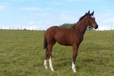 Top-Stutfohlen von "Birkhof's Fabritius"