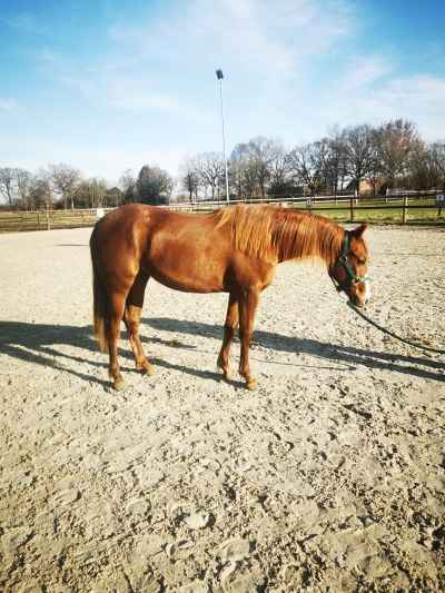 2 jährige Quarter Horse Stute 