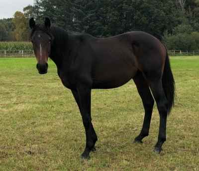 Schicker Hengst sucht neues zu Hause 