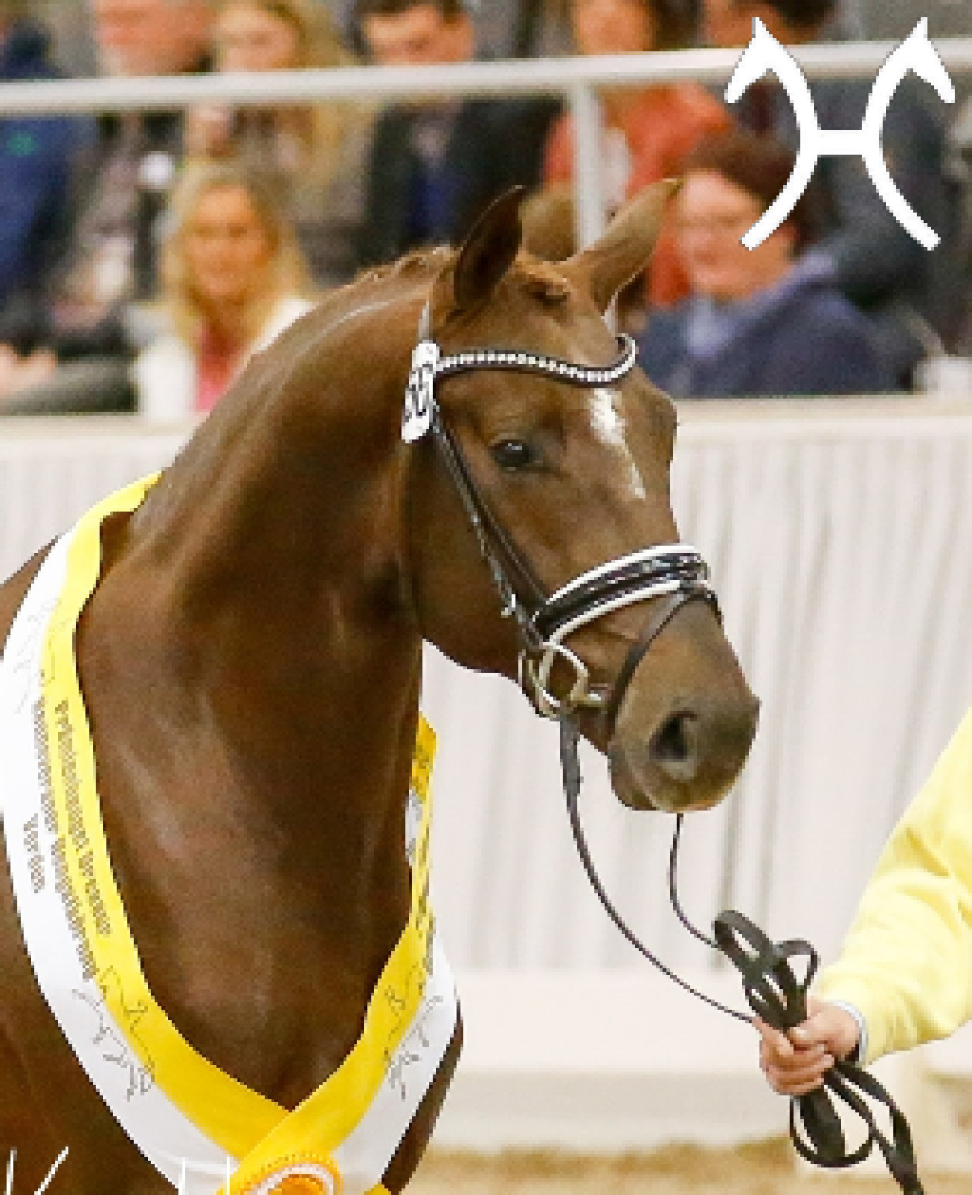 Duke - Hannoveraner Prämienhengst | Deckhengste