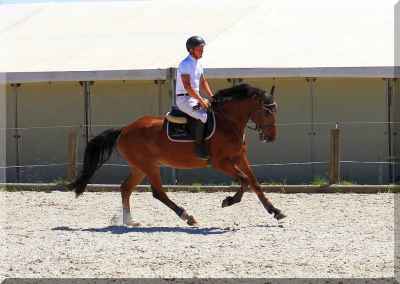 zuverlässsiges_sportpferd_mit_viel_potential_img_0219.jpg