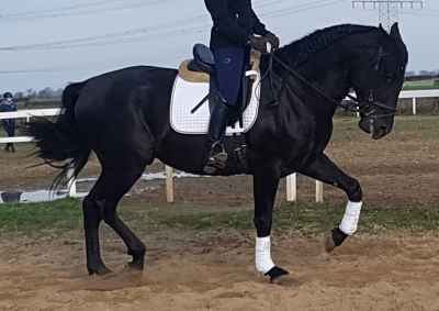 PRE Hengst 6 Jahre 170 cm