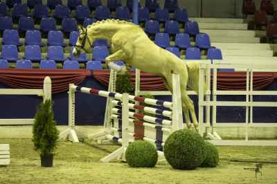 Deutsches Reitpony Prämien und Springsieger Hengst