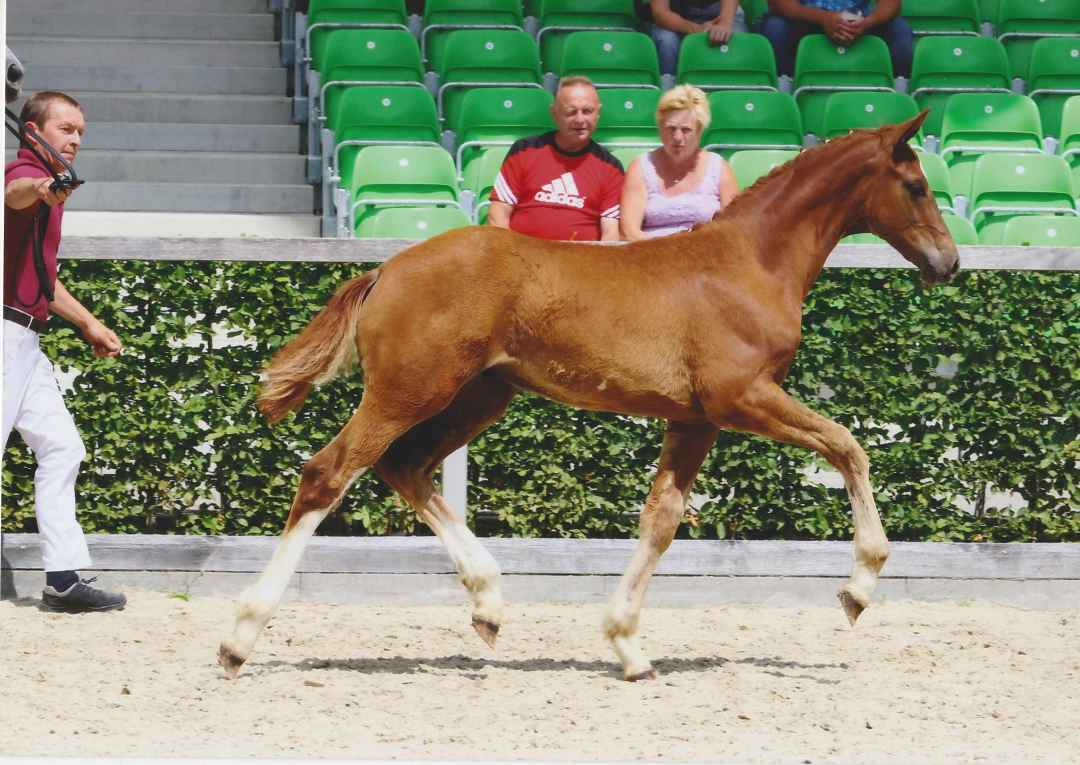 Obolensky Enkel, Hengst, 1 All Your Horses