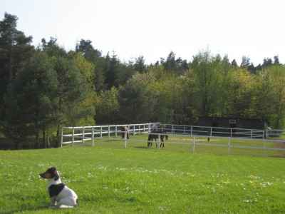 Bestplatz für Ihr Pferd/Pony mit Lebensstellung !!! 
