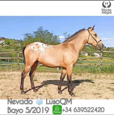  Fohlen Appaloosa Erdfarben