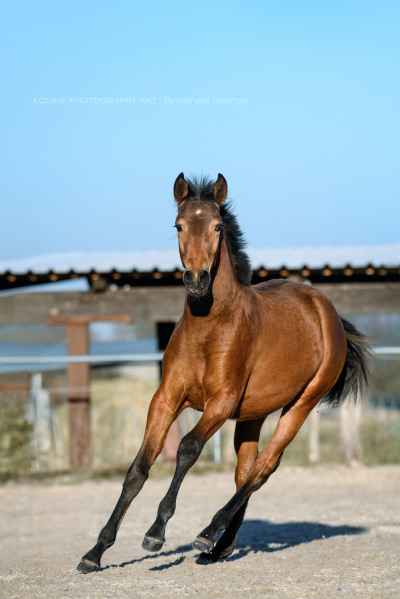 Lusitano Stute, TOP Abst., Dressur, Working Equit. Zucht