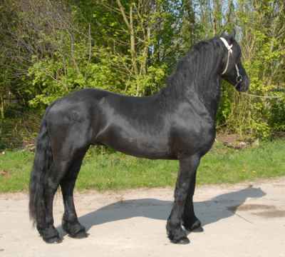 Well Trained Freisian Horse For Sale