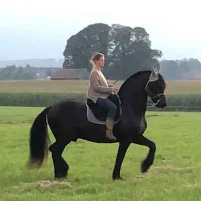 Reitunterricht und Reitkurse 