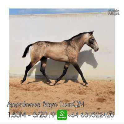  Fohlen Appaloosa Erdfarben