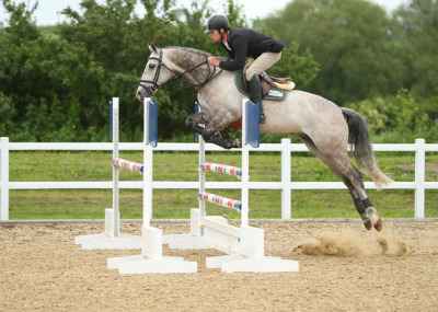 162 cm Schimmel Wallach