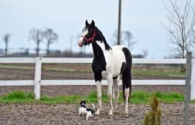 2yo gelding pinto
