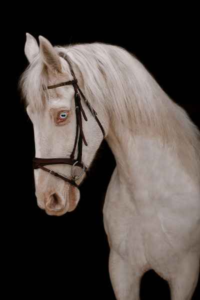 P.R.E. Cremello Wallach