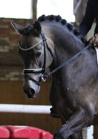 Top Reitponyhengst im bundesweiten Frischsamenversand
