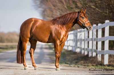 GRIZOOM - American Quarter Horse Deckhengst