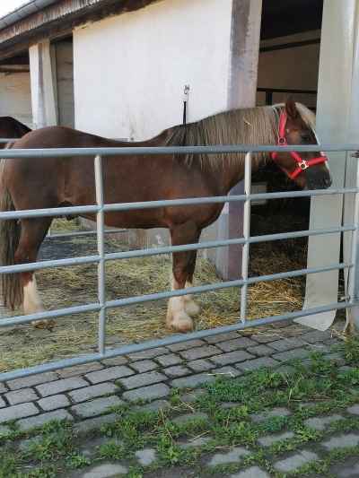 Schwarzwälder Mix Pferd