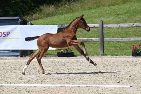 Rockabella_Galopp_H_Fischer_Eintragung.jpeg