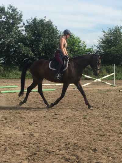 deutsches-sportpferd-stute-10jahre-162-cm-dunkelbrauner-dressurpferd-freizeitpferd-springpferd-brieskow-finkenheerd-2318917_3.jpg