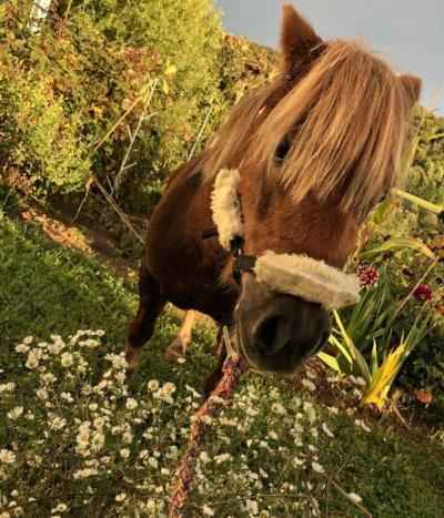 Shetland Stute