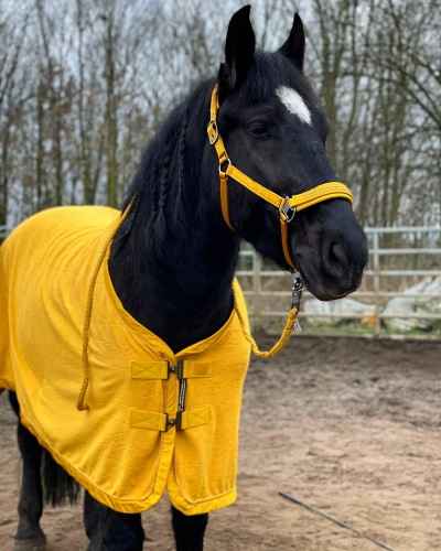Freizeitpferd 5 Jahre ungarisches Warmblut 