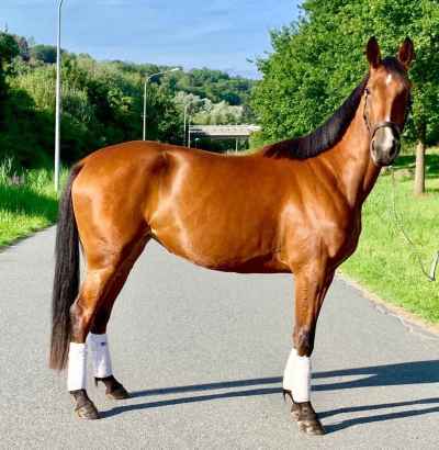 bildhübsche_und_brave_stute_top_freitzeitpferd_img-20190817-wa0033.jpg
