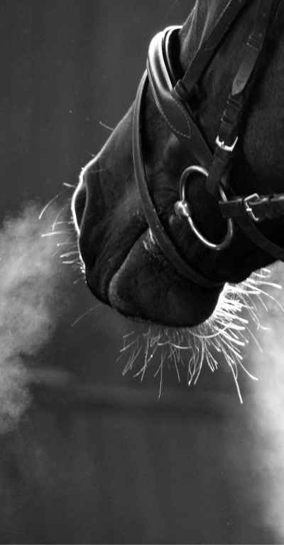 Verkaufspferde auf All Your Horses