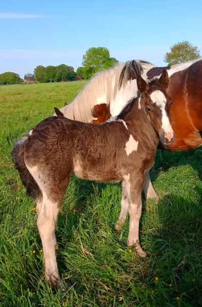 sehr schöner und lieber Irish Cob Stutenabsetzer