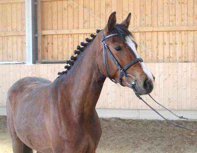 Tolles Pferd für Springen und Dressur, top Charakter