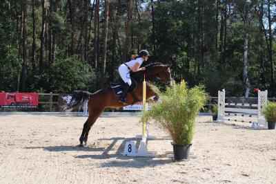 Springpferd/ Lehrpferd 