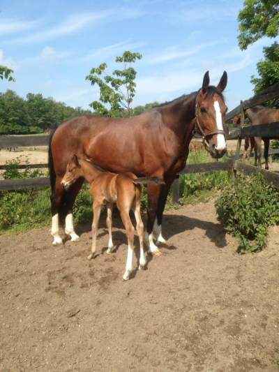 Traberstute, Zuchtstute, bedingt reitbar