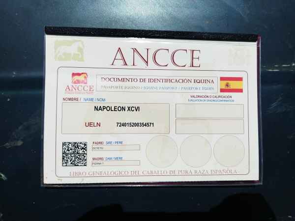 PRE_COLT_ANCCE_ANDALUSIAN_6.jpg