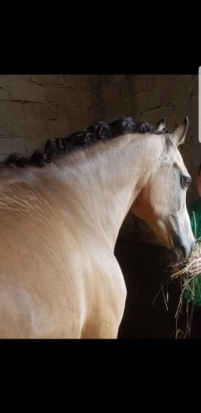 Deutsches Reitpony für Anfänger und Fortgeschrittene