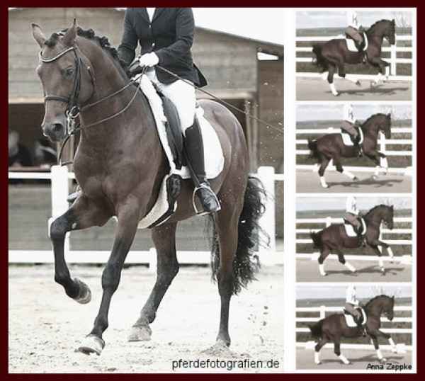 bild_6_dt_reitponies.jpg