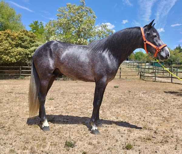 PRE_COLT_ANCCE_ANDALUSIAN6.jpg