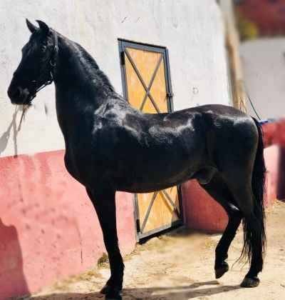 Andalusian black PRE