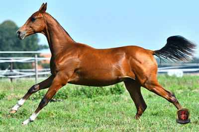 Wallach Hammir PRI (Pony)