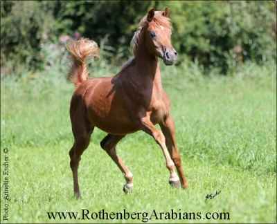 Rein ägyptische Fuchsstute