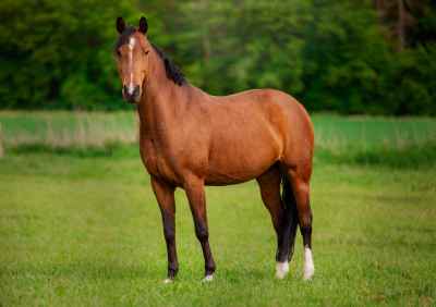 Springpony