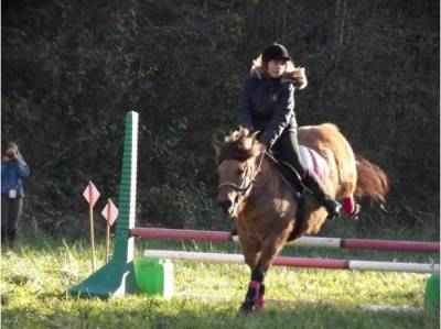 Gratis adoptie van een 7-jarige fjordpony
