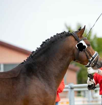 Ponyhengst, 3 Jährig