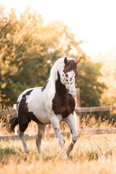 Paint Horse Hengst / Homozygot Tobiano